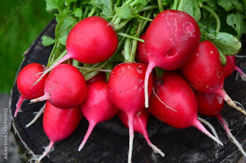 Radishes harvest in an orchard at urban garden radish plants photo