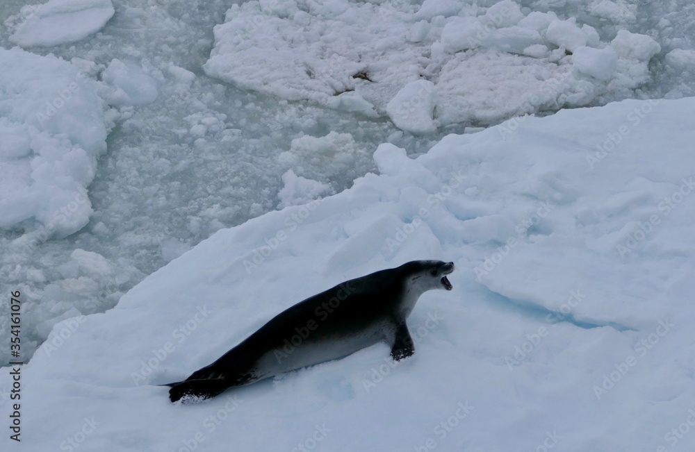 Obraz premium scared crabeater seal on ice floe in antarctic ocean, Antarctica
