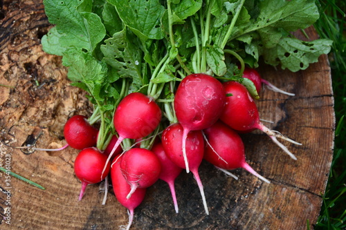 Radishes harvest in an orchard at urban garden radish plants photo