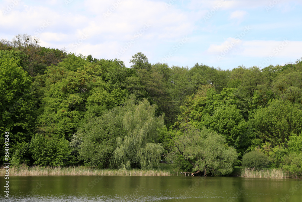 The landscape of green grass, trees and lake The landscape of green grass, trees and lake