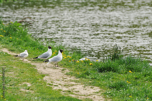 seagulls on the shore of the reservoir