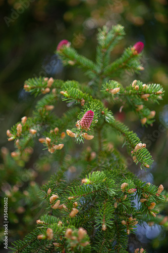 A branch of spruce with young pink cones