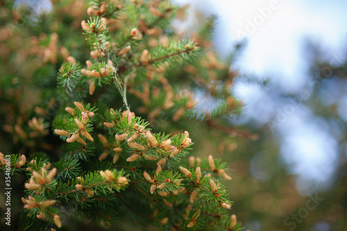 A branch of spruce with young cones