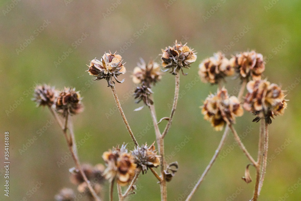 Winter Plants seeds Winter Plants seeds