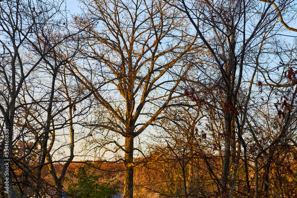 Fall Tree in Sunset Fall Tree in Sunset