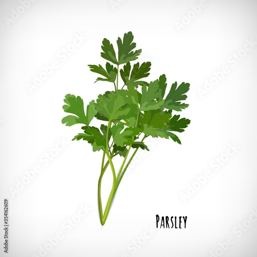 Image of parsley fresh leaves spice plant . Herb vector elements for web design.