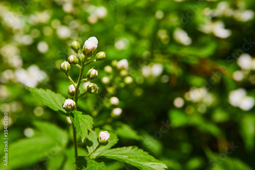 Budding Flowers in Spring