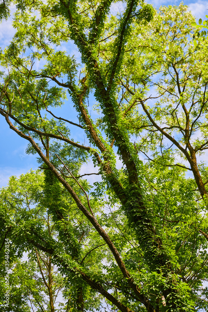 Fototapeta premium Ivy growing on trees in forest
