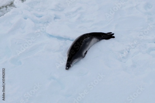 Crabeater seal on ice floe in antarctic ocean, Antarctica