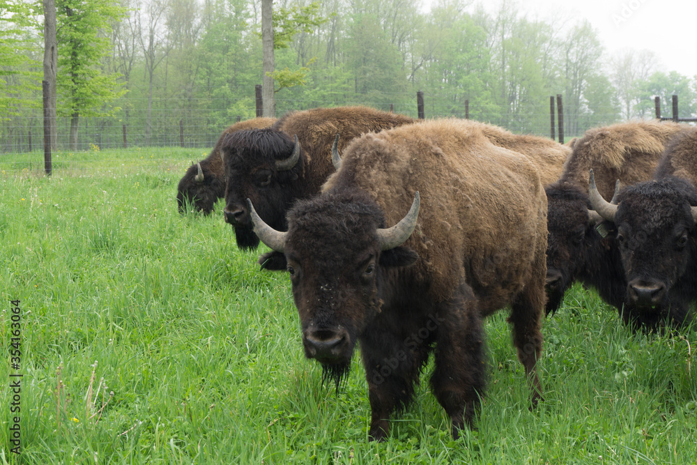 american bison