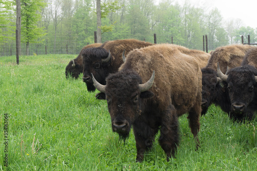 american bison