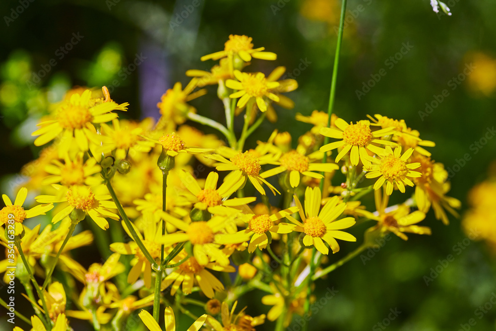 Flower Spring Details Flower Spring Details
