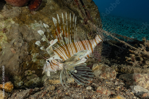 Lion fish in the Red Sea colorful fish, Eilat Israel 