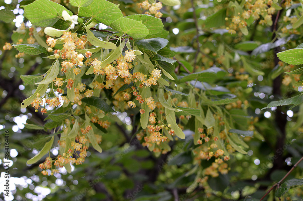 Leaves and blossom of lime or linden tree (Tilia x europaea)