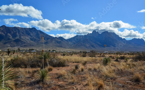 New Mexico desert landscape, high mountains in the background of the desert and drought-tolerant plants, New Mexico