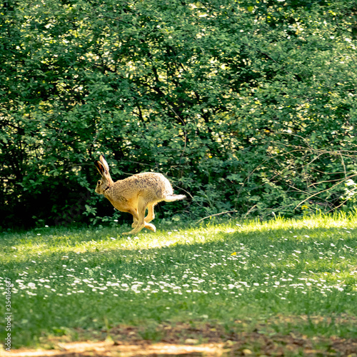 Hase spring im Wald