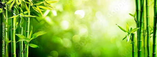 Obraz  z motywem Fresh Bamboo Trees In Forest With Blurred Background 