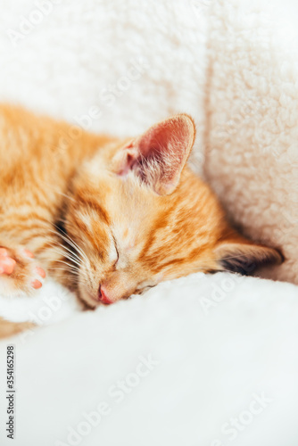 Cute little striped ginger kitten sleeps on white soft cat bedding, space for text