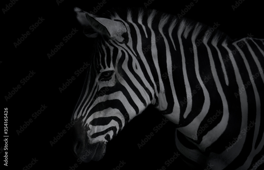 Fototapeta premium Striped wildlife. Fauna. Isolated zebra portrait with a dark background.