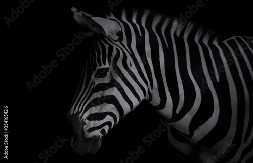 Striped wildlife. Fauna. Isolated zebra portrait with a dark background.