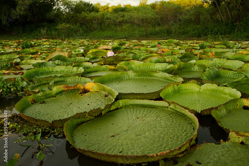 Exotic Aquatic Plants. Giant water lilies, Victoria cruziana, in the river. Big round water nymph leaves floating in the water