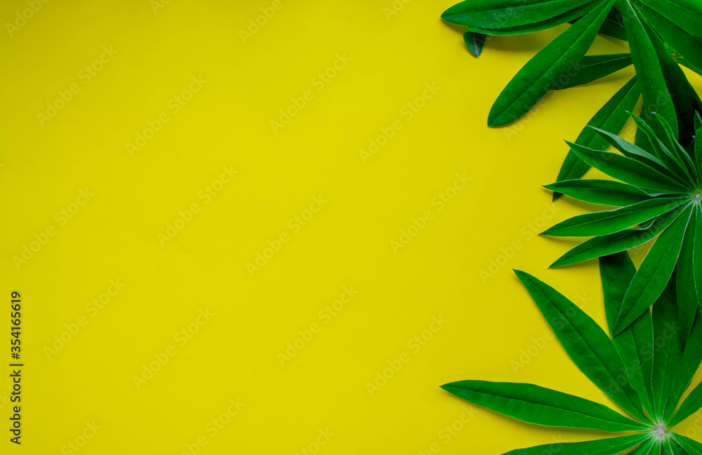 Lupine leaves, lying on the right on the yellow . Macro photography of lupine leaves Lupine leaves, lying on the right on the yellow . Macro photography of lupine leaves