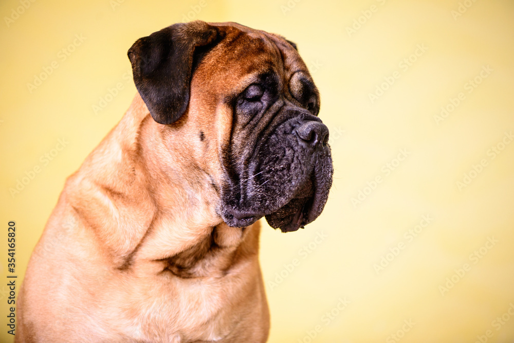 Bullmastiff dog large pet portrait friendly animals free space for ads