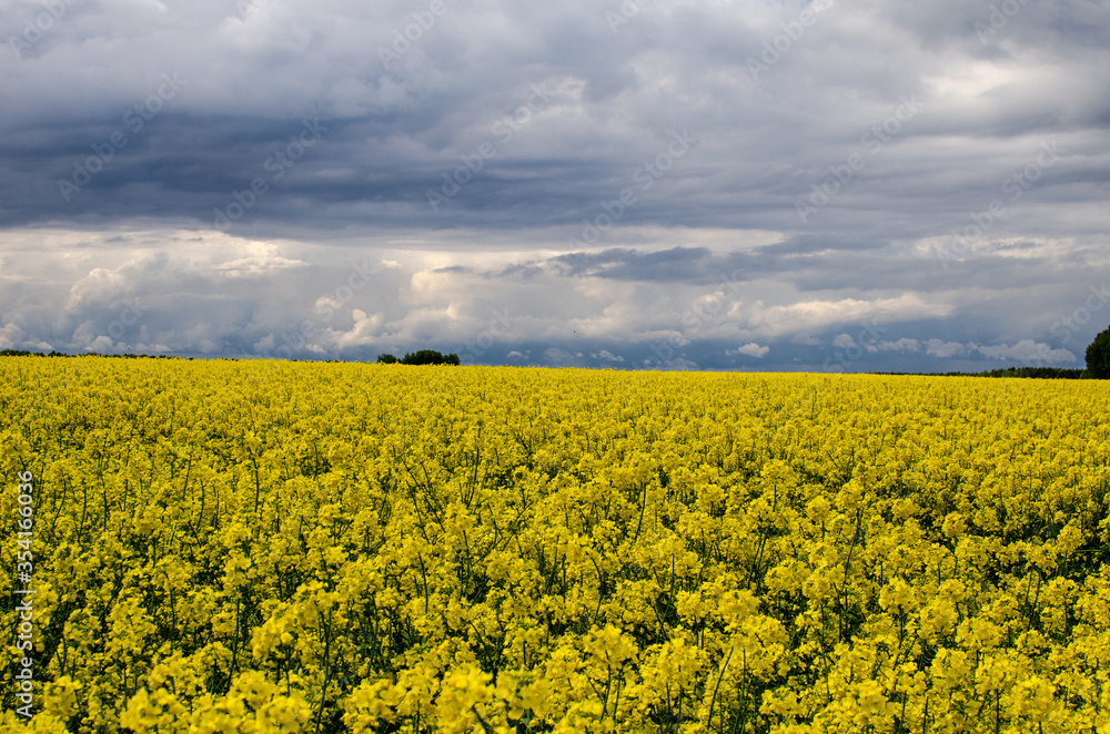 Fototapeta premium Spring horizontal landscape with yellow rapeseed field, forest on the horizon and white cumulus clouds in the blue sky