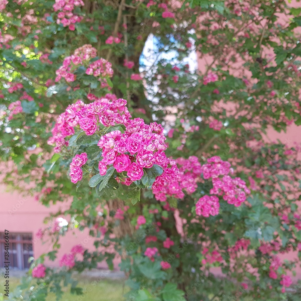 pink flowers in the garden pink flowers in the garden