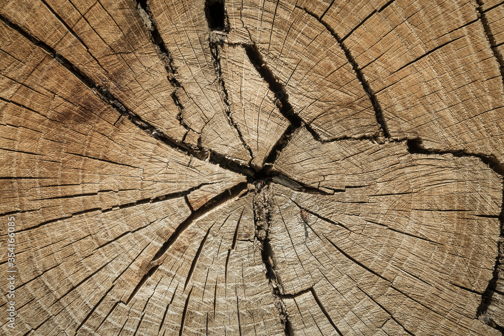 Fototapeta premium wood texture background