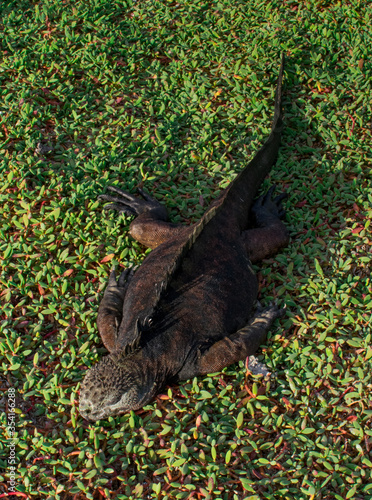 Red marine iguana from Galapagos Islands sunbathing on green grass