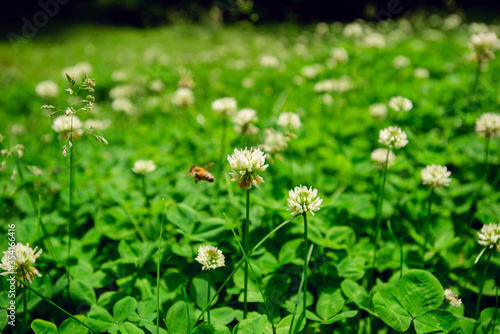 A field of blooming white clover flowers