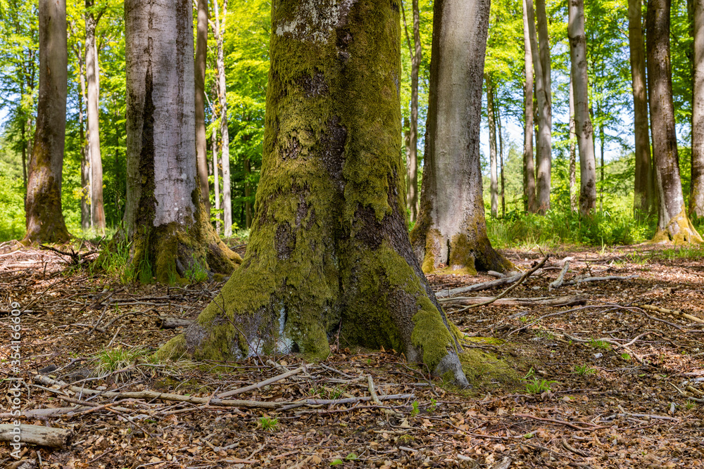 Deciduous tree trunk. Beech tree bark in a deciduous forest. Deciduous tree trunk. Beech tree bark in a deciduous forest.