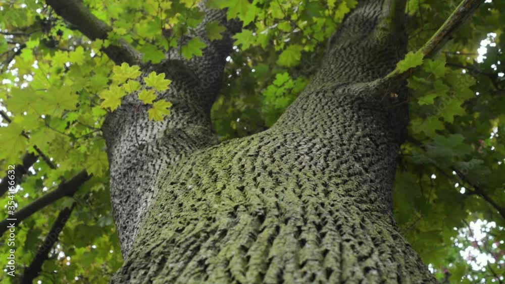 Oak tree bark trunk perspective look up close-up pov Oak tree bark trunk perspective look up close-up pov