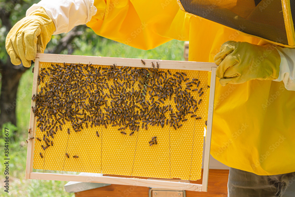 A beekeeper in yellow work wear checks the progress of cells building on a newly-added honeycomb frame to evaluate the health and strength of the Carniolan honey bees colony on a sunny day in Italy. A beekeeper in yellow work wear checks the progress of cells building on a newly-added honeycomb frame to evaluate the health and strength of the Carniolan honey bees colony on a sunny day in Italy.