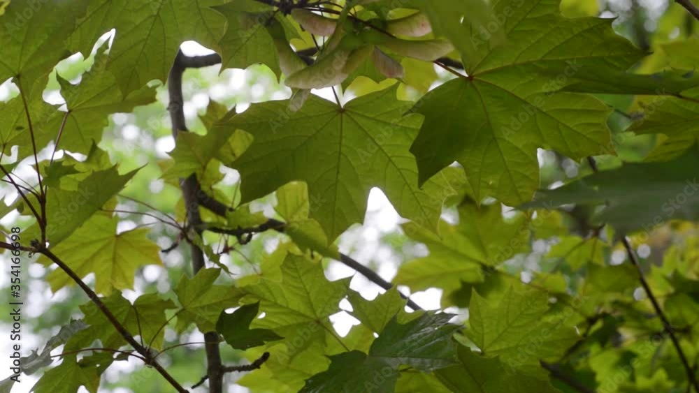 Acer tree leave close-up detail moving blur bokeh Acer tree leave close-up detail moving blur bokeh