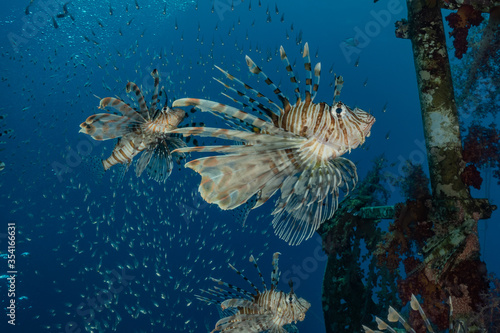 Lion fish in the Red Sea colorful fish, Eilat Israel 