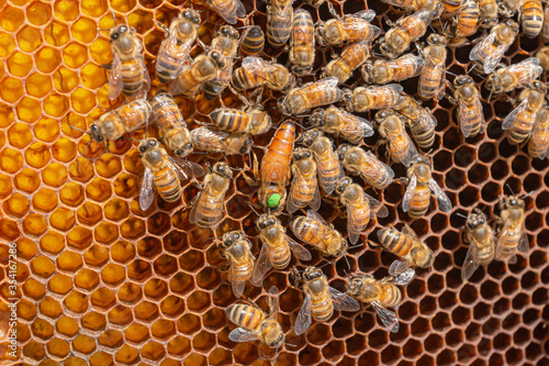 Inspection of a honeycomb frame from a beehive with carniolan honey bees in a small apiary in Trentino, Italy on a warm sunny day. Close-up of a queen bee surrounded by working bees on hexagonal cells