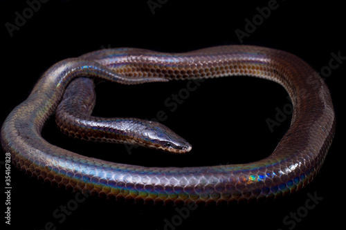 Xenopeltis unicolor. Common names: sunbeam snake is a non-venomous sunbeam snake species found in Southeast Asia and some regions of Indonesia. isolated on Black background photo