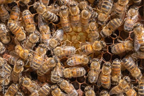 Close-up of working bees taking care of the comb and rearing young brood in hexagonal cells. Honeycomb with carniolan honey bees seen in an apiary on a warm sunny day in Trentino, Italy.