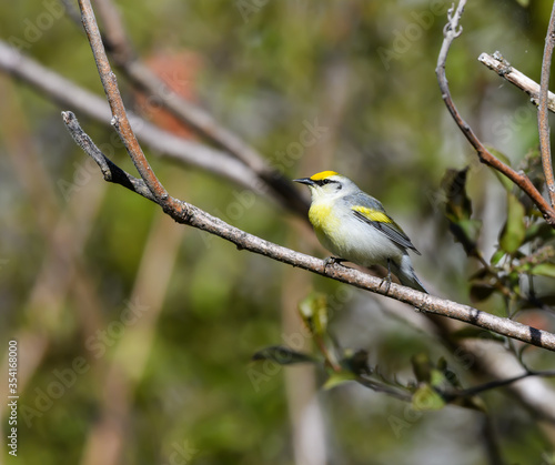 Brewster's Warbler on Tree Branch in Spring © FotoRequest