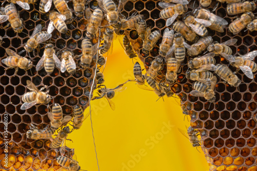 Festooning carniolan working honey bees produces wax to repair a honeycomb. Seen during an inspection of frames from a hive body at a small private apiary in Trentino, Italy. Brood is reared in cells. photo