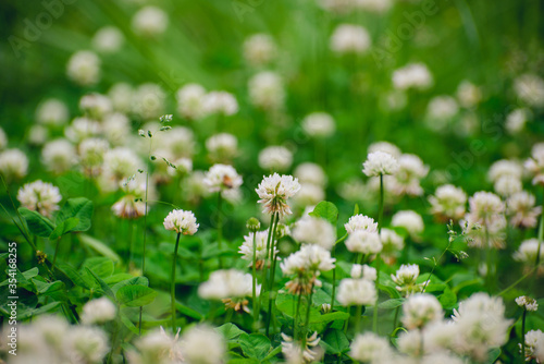 A field of blooming white clover flowers
