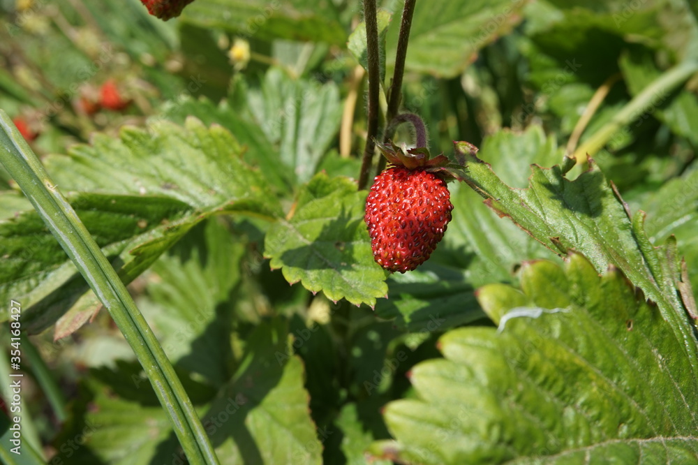 délicieuse fraise des bois prête à cueillir et à déguster dans le jardin délicieuse fraise des bois prête à cueillir et à déguster dans le jardin