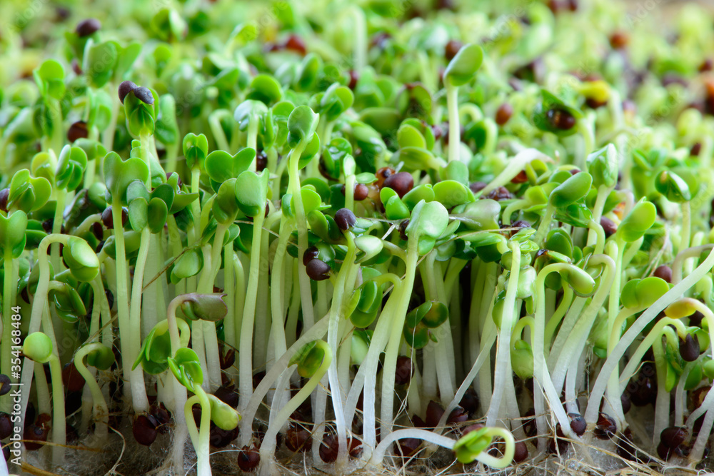 Obraz premium fresh micro greens seeds and green young broccoli sprouts healthy eating vegan diet