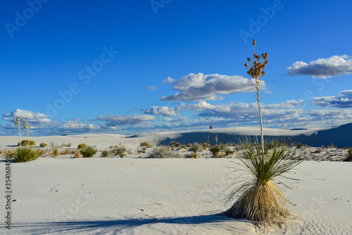 Fototapeta Naklejka Na Ścianę i Meble -  Yucca plants growing in White Sands National Monument, New Mexico, USA