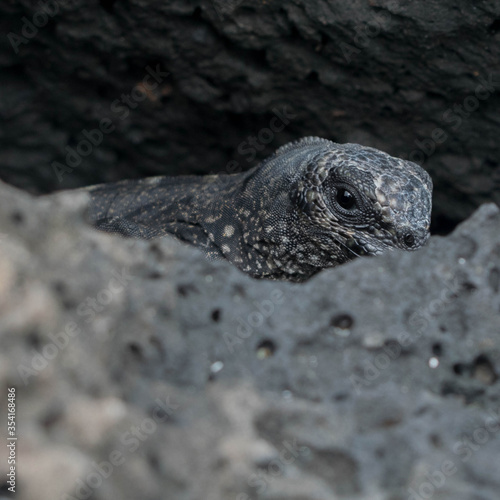 Mysterious marine Iguana hidden behind black rocks