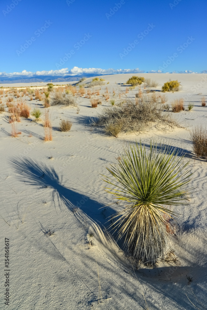 Yucca plants growing in White Sands National Monument, New Mexico, USA