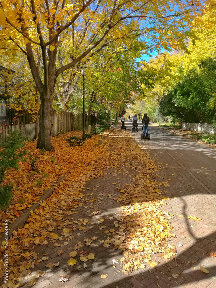 Naklejka premium Fallen Leaves on a street in Minneapolis, Minnesota USA. People in Segway tour in autum season