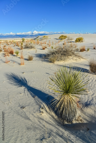 Fototapeta Naklejka Na Ścianę i Meble -  Yucca plants growing in White Sands National Monument, New Mexico, USA